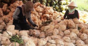 thủ tục nhập khẩu quả dừa