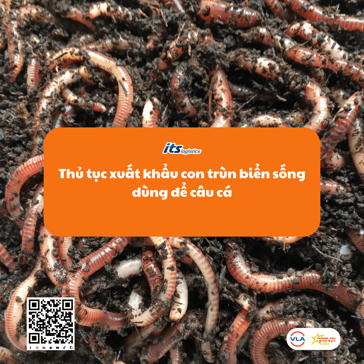 Thủ tục xuất khẩu con trùn biển sống dùng để câu cá – CỔNG THÔNG TIN ...